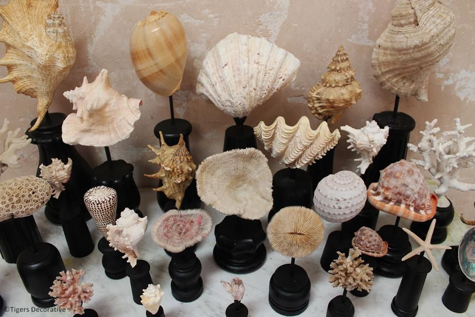 Collection Of 30 Mounted Shells