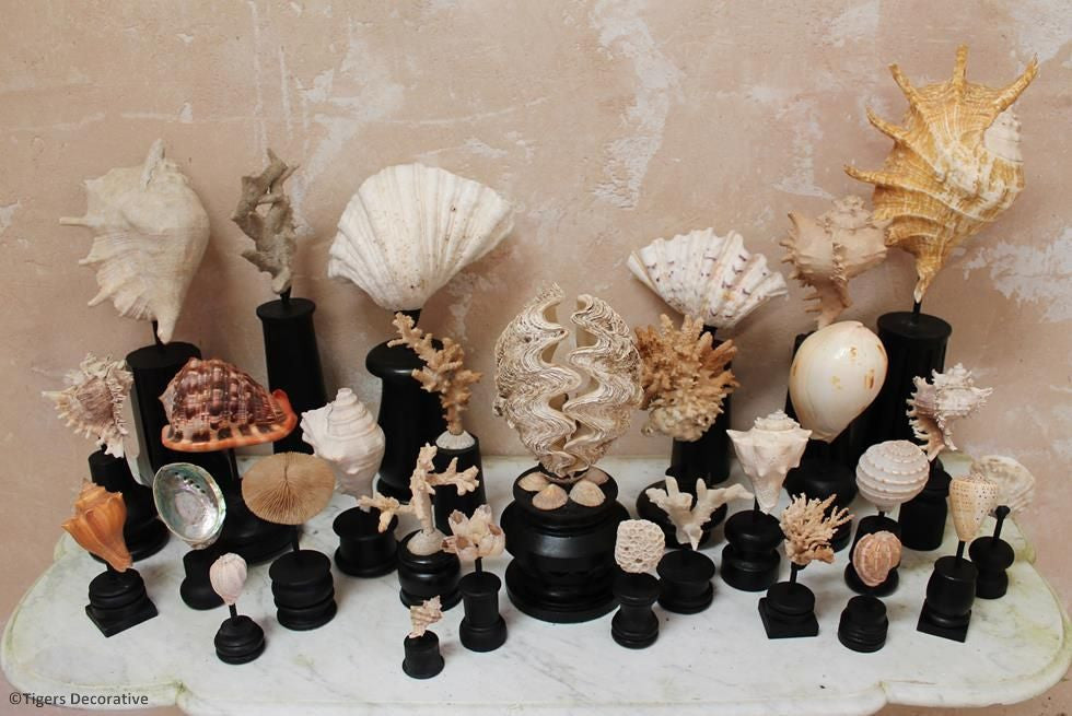 Collection Of 30 Mounted Shells