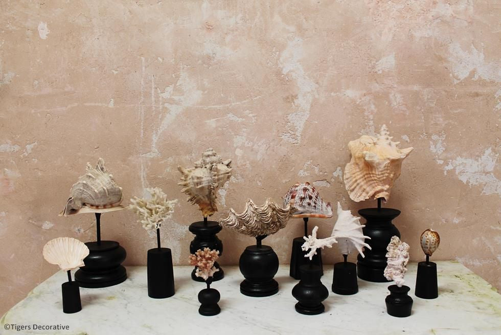 Collection Of 12 Mounted Shells