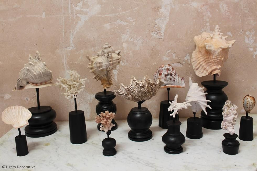 Collection Of 12 Mounted Shells