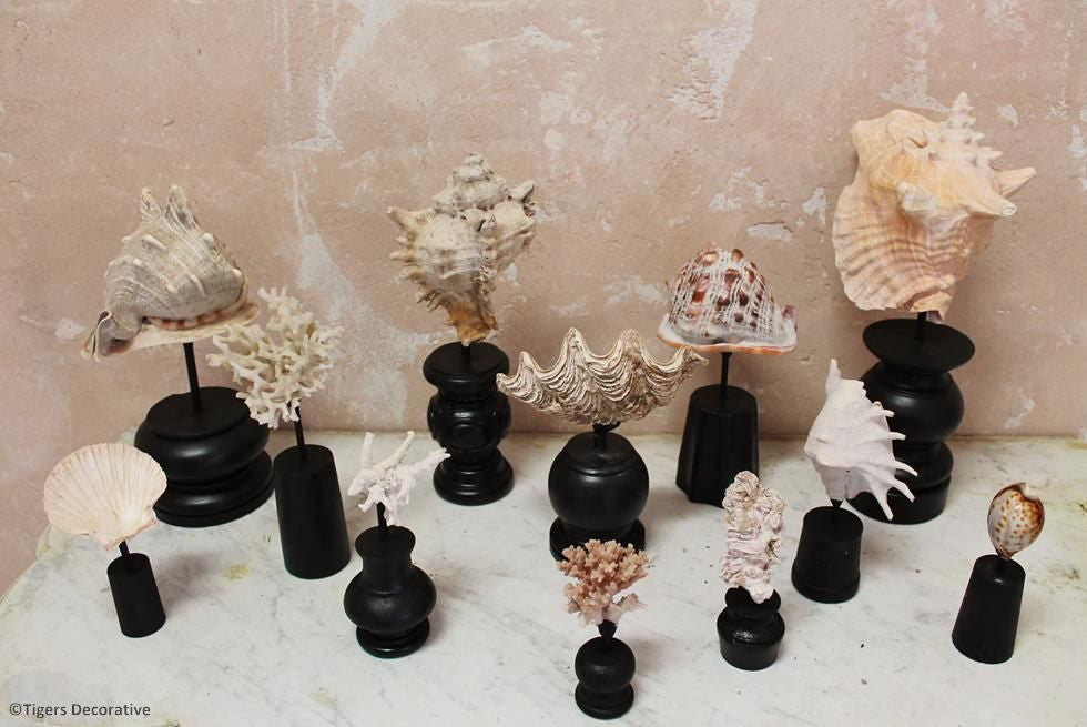 Collection Of 12 Mounted Shells