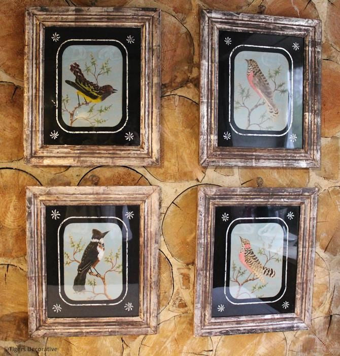 Four Feather Bird Pictures