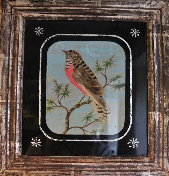 Four Feather Bird Pictures