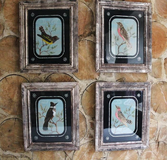 Four Feather Bird Pictures