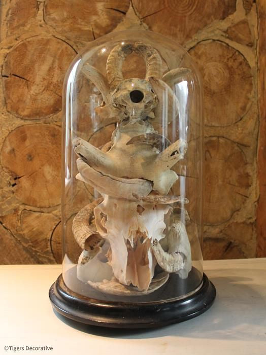 Victorian Glass Dome With Skulls