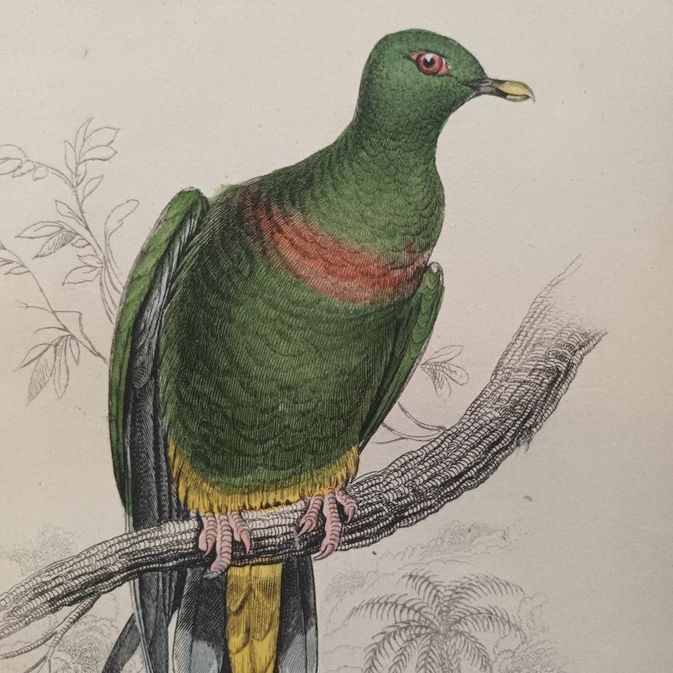 A Set Of 19th Century Framed Bird Engravings By Edward Lear
