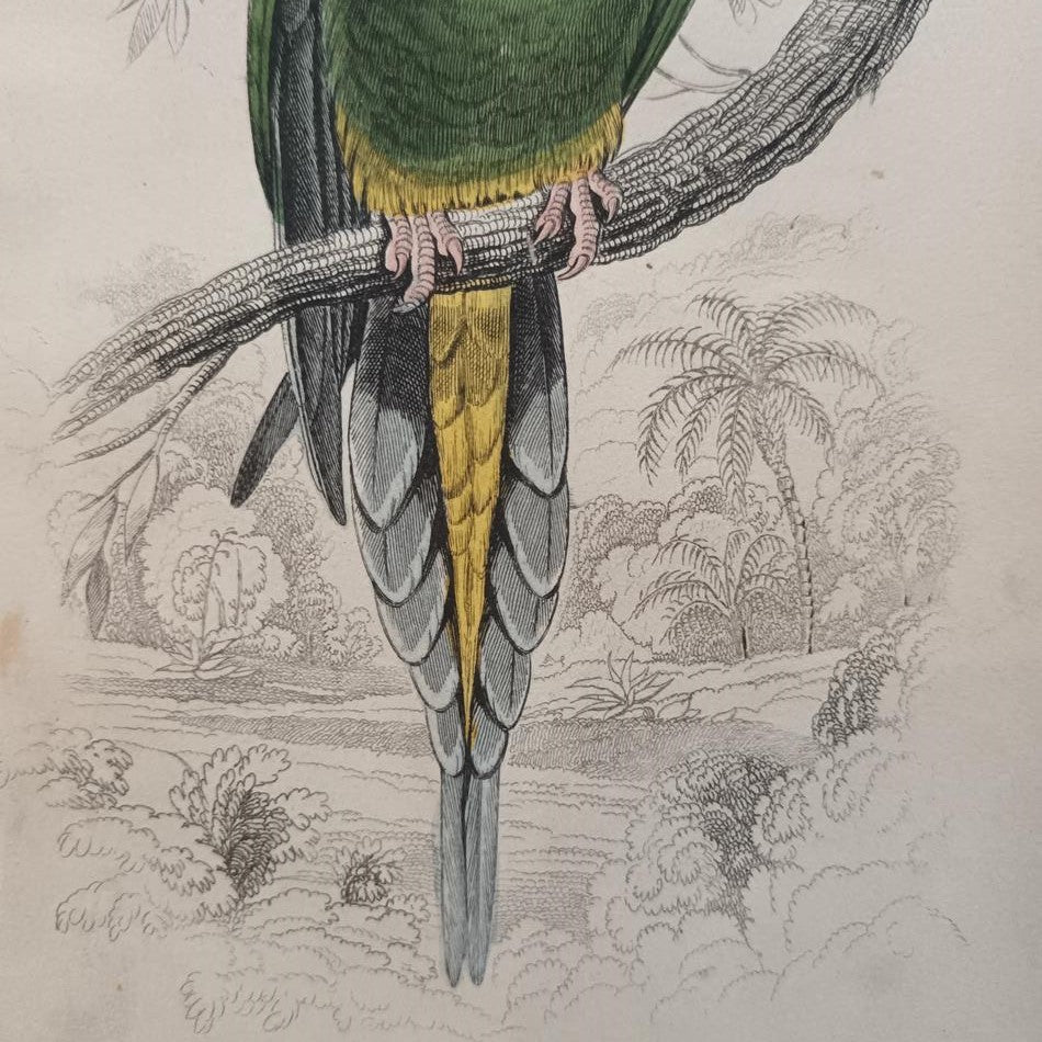 A Set Of 19th Century Framed Bird Engravings By Edward Lear