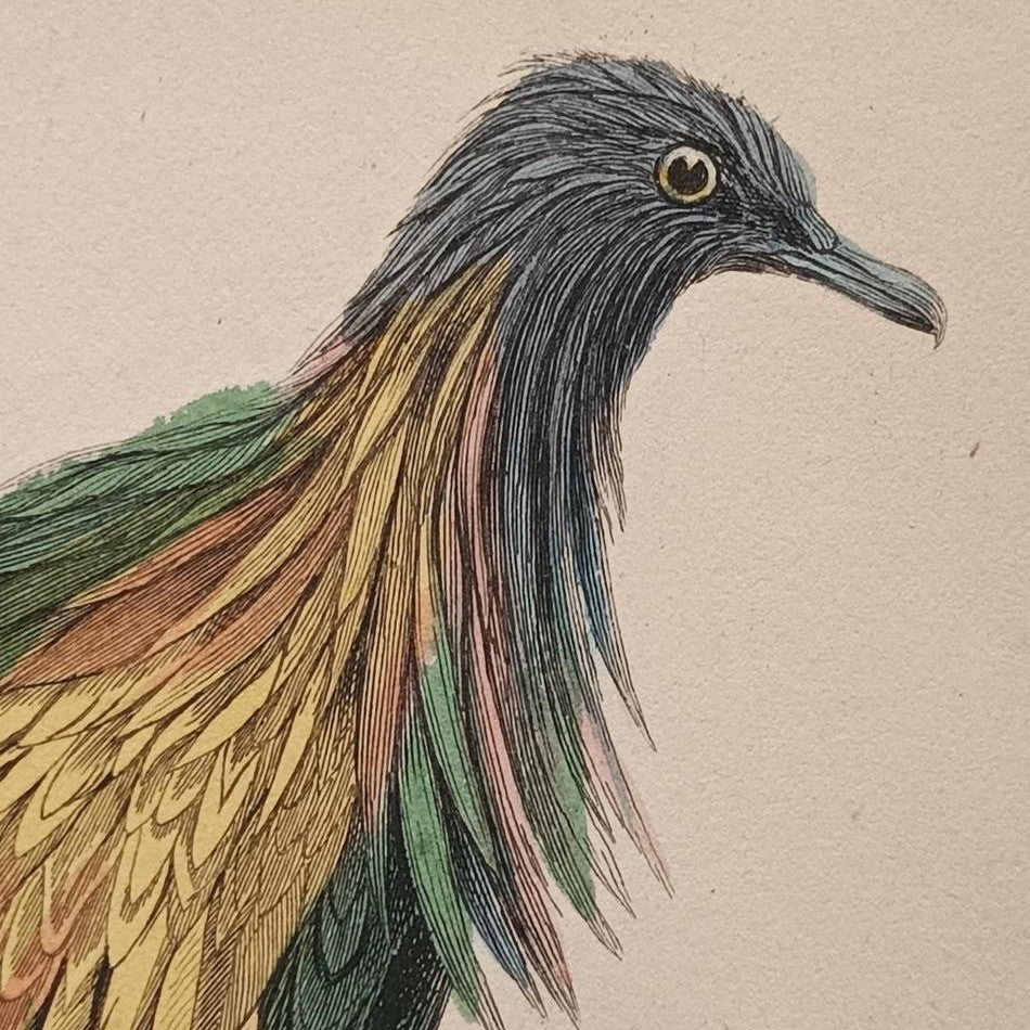 A Set Of 19th Century Framed Bird Engravings By Edward Lear