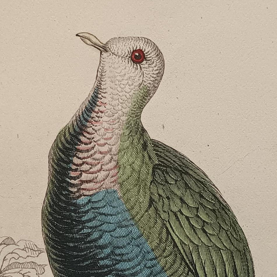 A Set Of 19th Century Framed Bird Engravings By Edward Lear