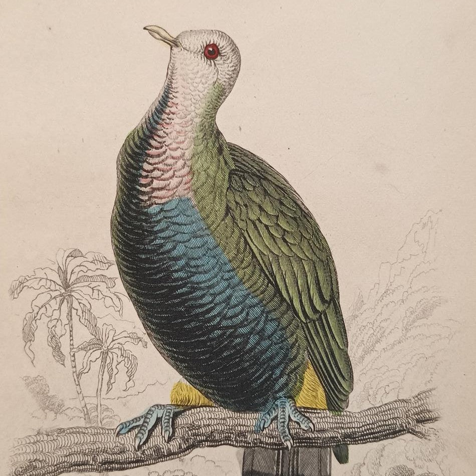 A Set Of 19th Century Framed Bird Engravings By Edward Lear
