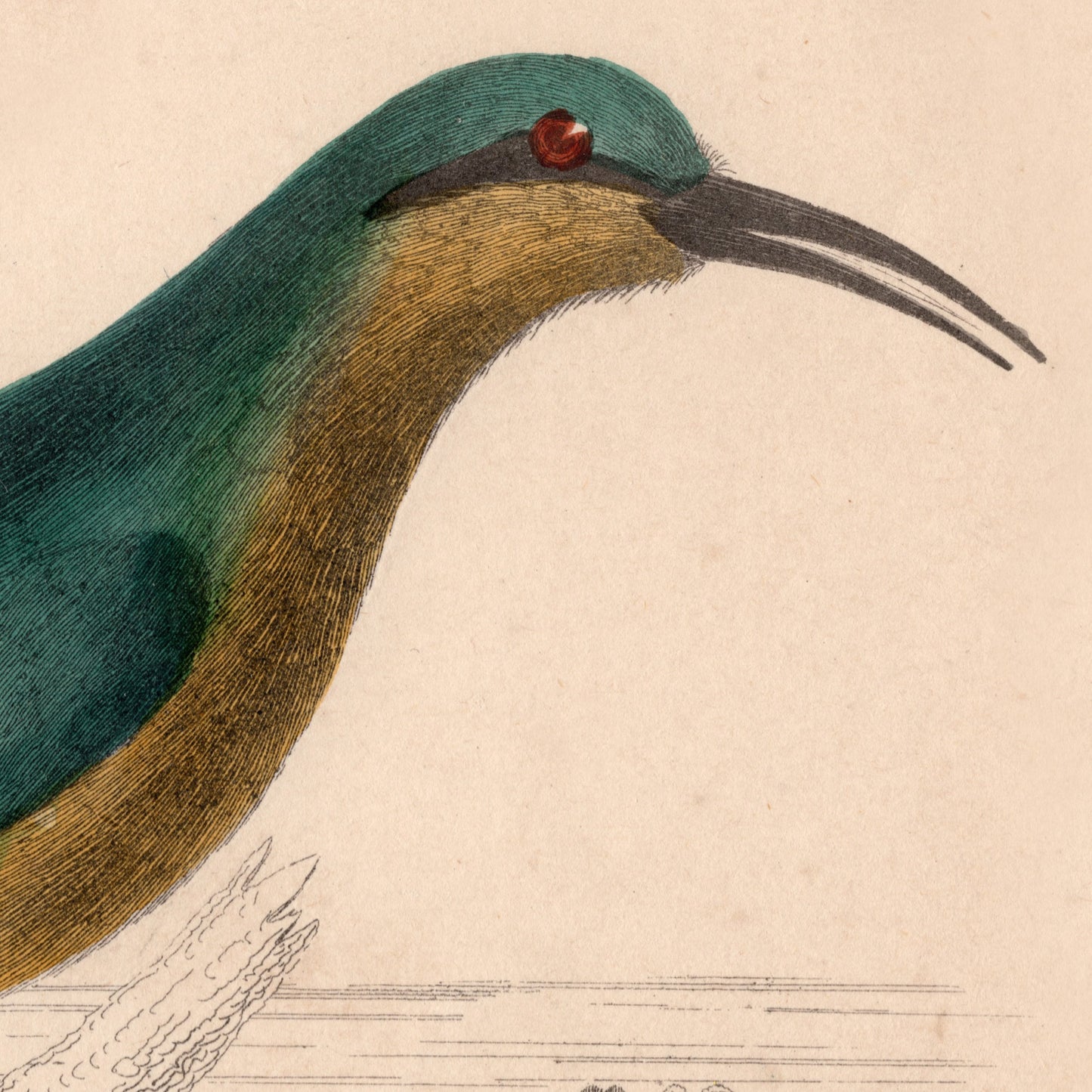 19th Century Framed Bird Pictures