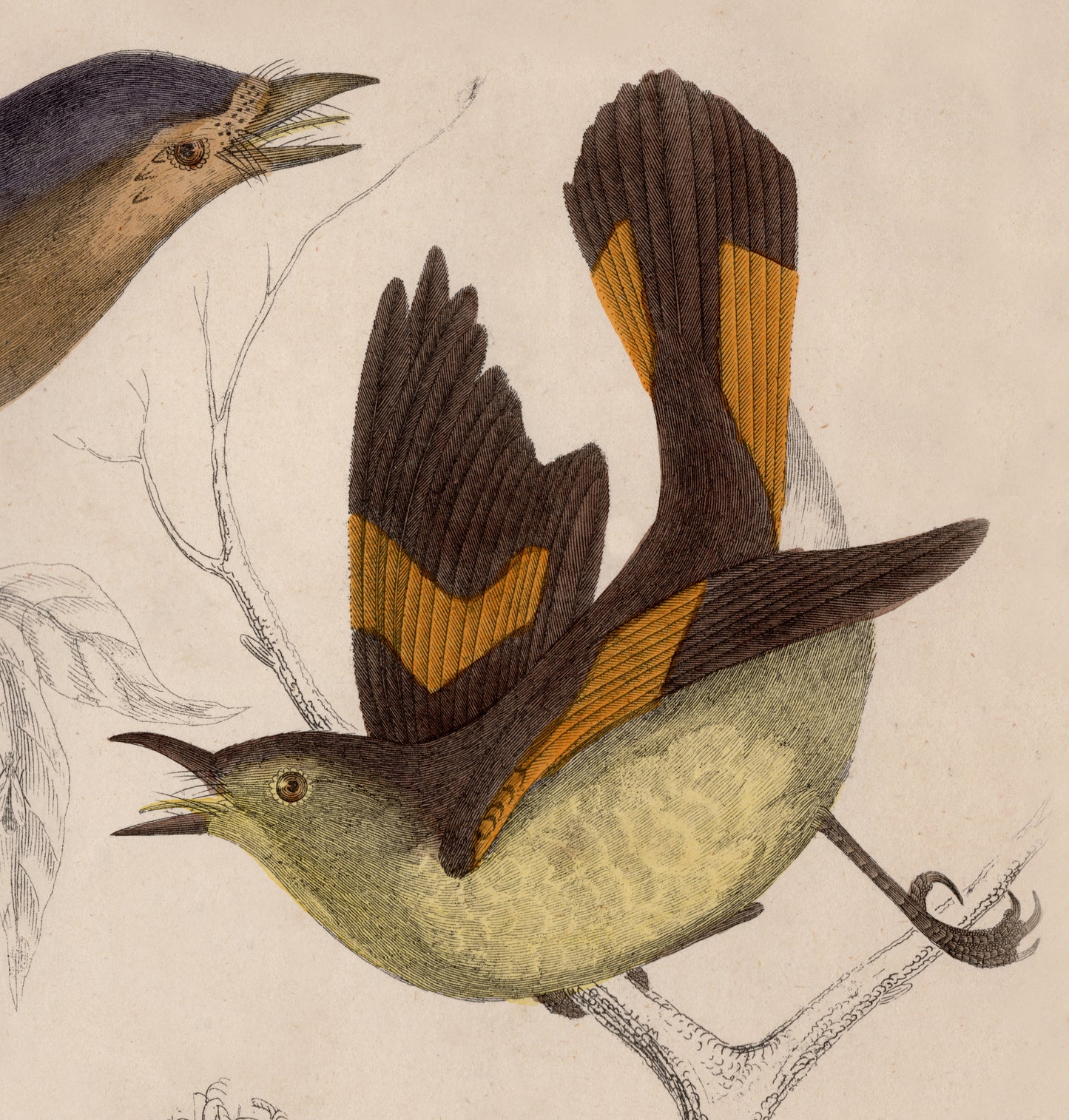 19th Century Framed Bird Pictures
