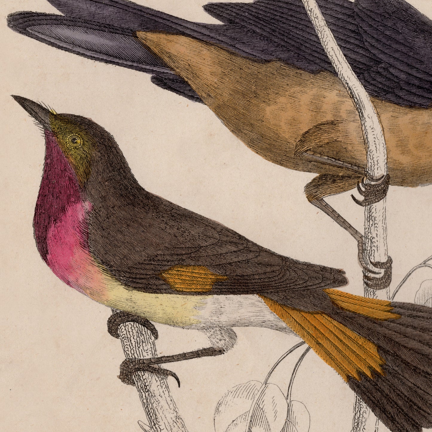 19th Century Framed Bird Pictures