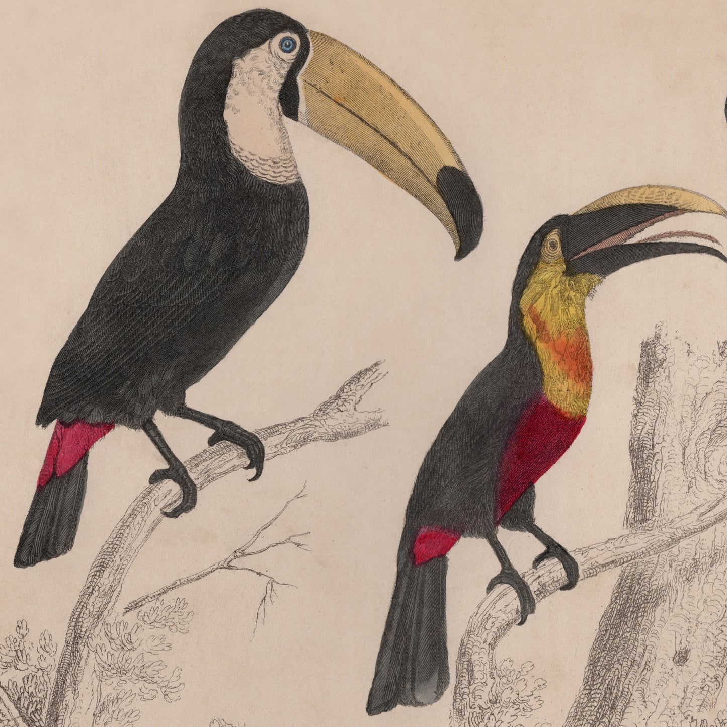 19th Century Framed Bird Pictures