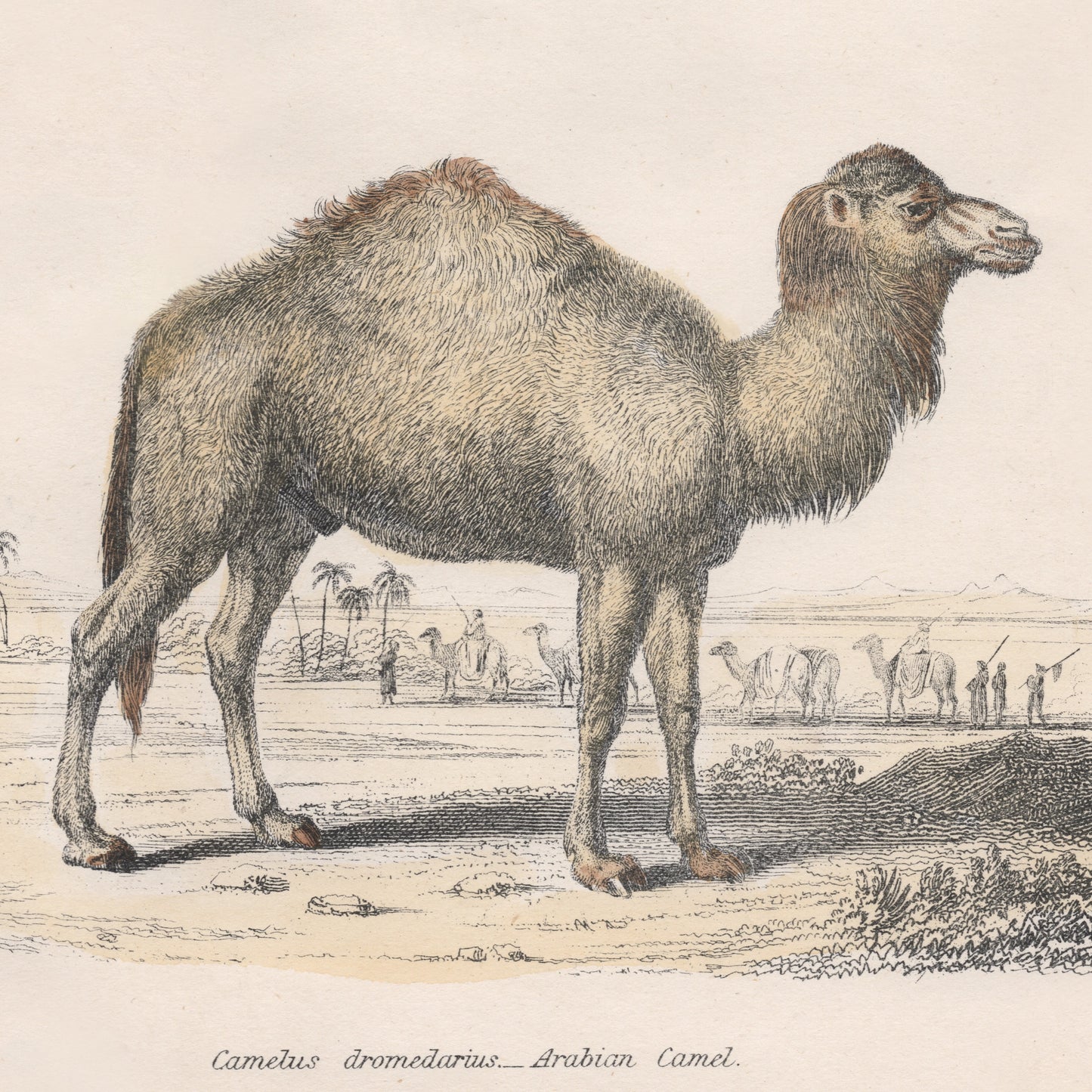 19th Century A pair of Ungulata Animal Pictures