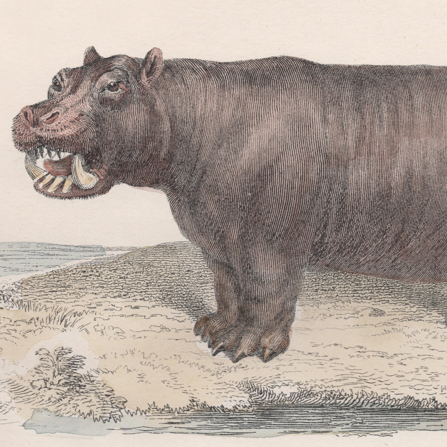 19th Century A pair of Ungulata Animal Pictures