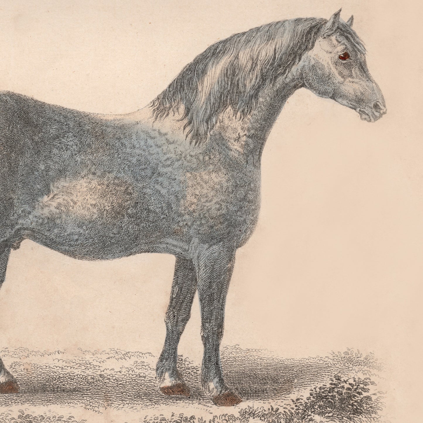 19th Century Framed Cow and Horse Pictures.