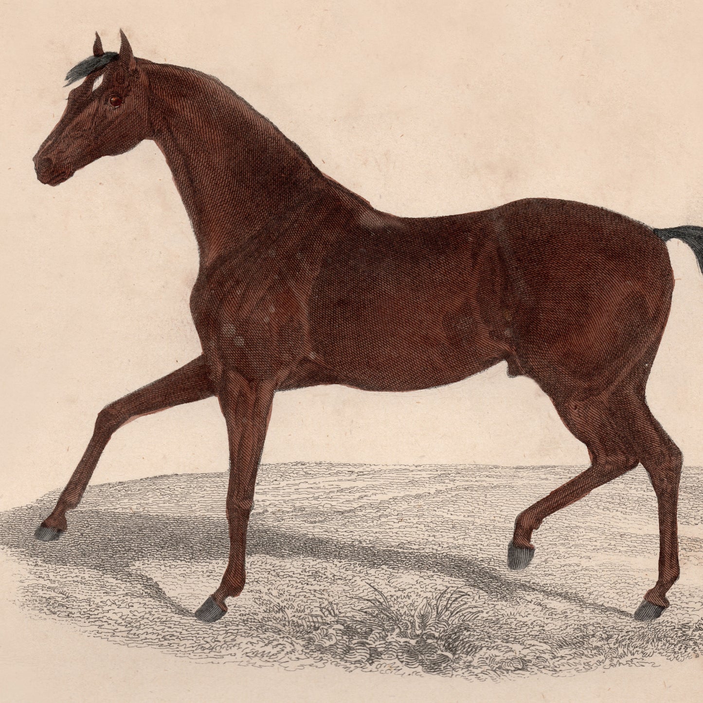 19th Century Framed Cow and Horse Pictures.
