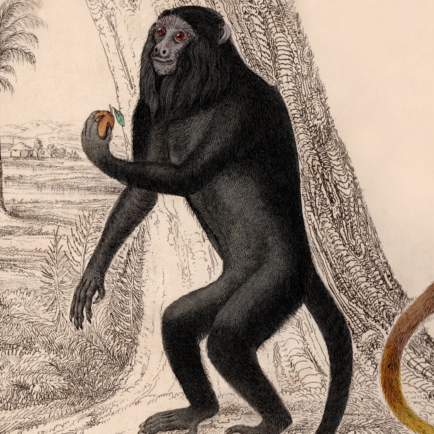 19th Century Framed Monkey Pictures