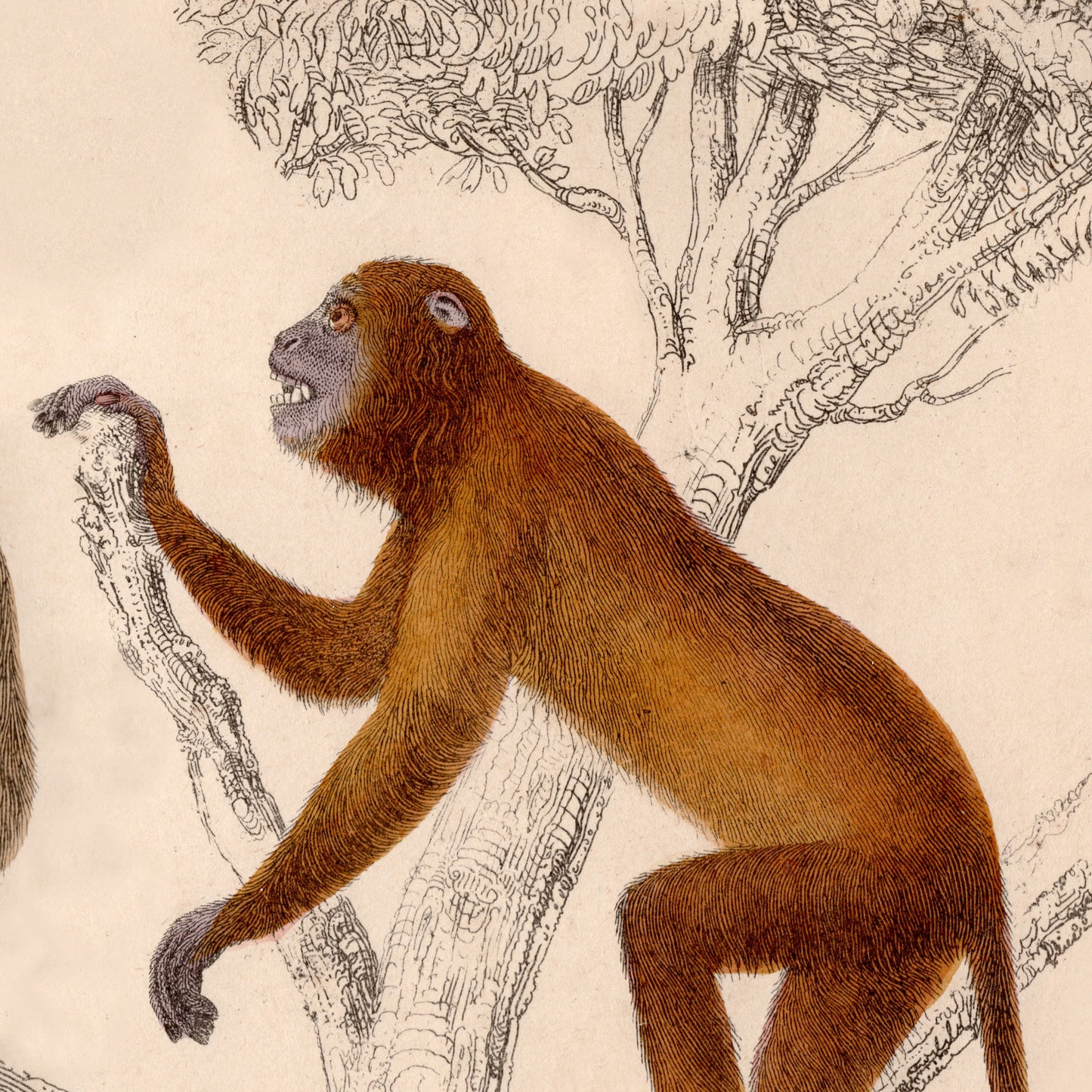 19th Century Framed Monkey Pictures