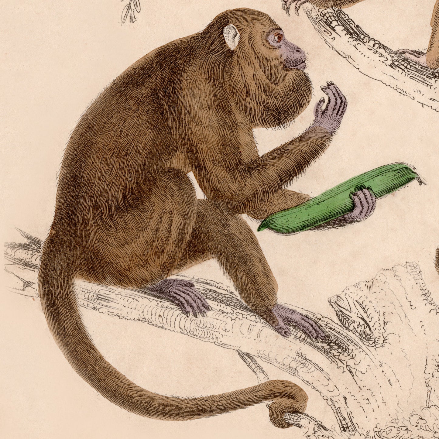 19th Century Framed Monkey Pictures