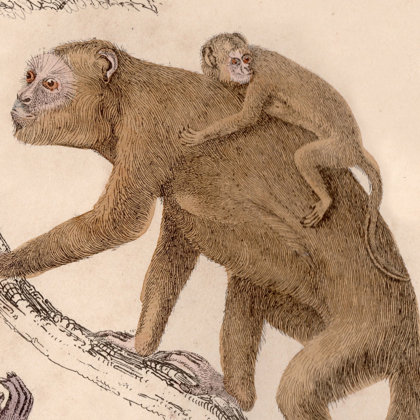 19th Century Framed Monkey Pictures