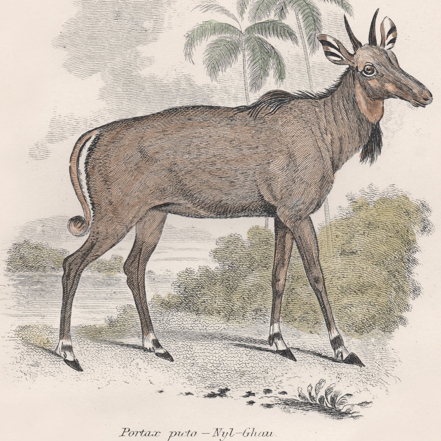 19th Century A pair of Ungulata Animal Pictures
