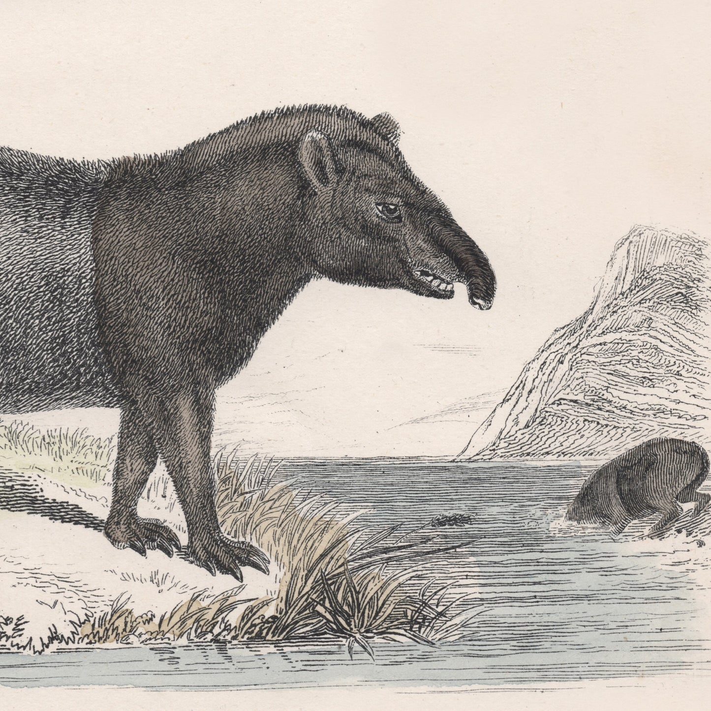 19th Century A pair of Ungulata Animal Pictures