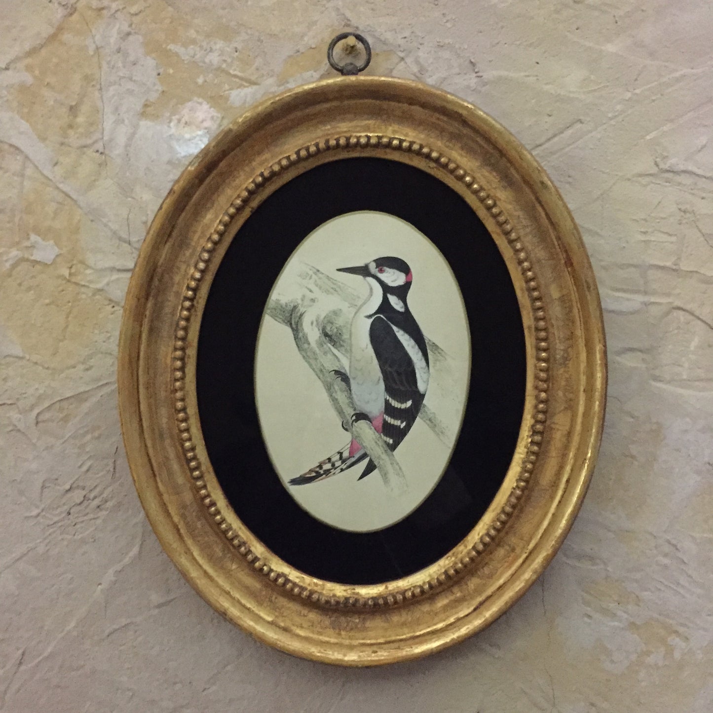 Collections Of Framed Bird Engravings