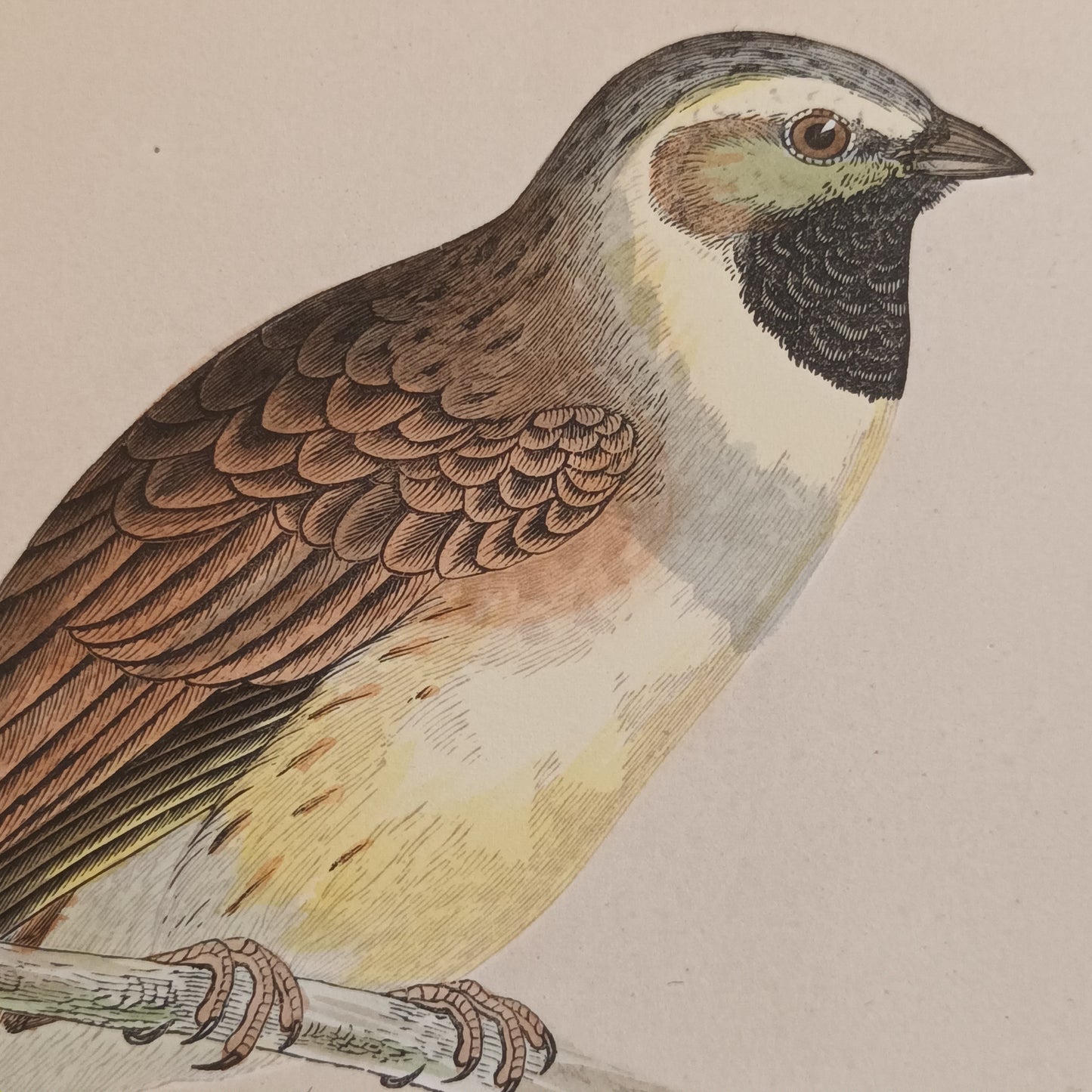A Pair Of 19th Century Framed Bird Prints