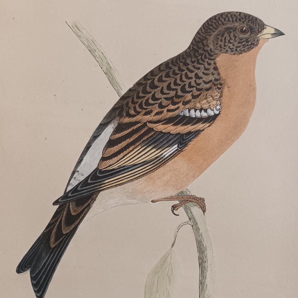 A Set Of 19th Century Framed Bird Prints