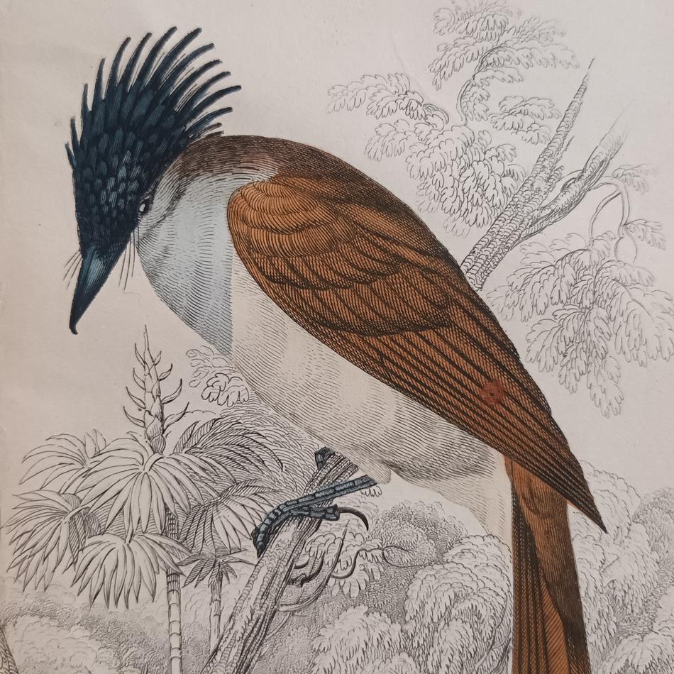 A Set Of 19th Century Framed Bird Engravings By William Swainson