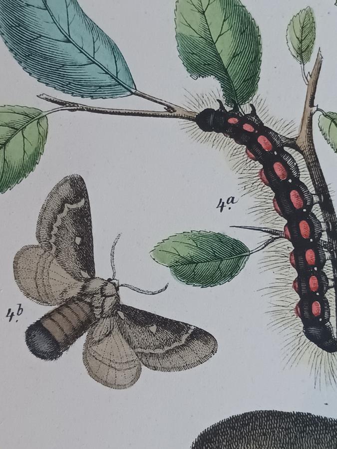 A Pair Of Framed 19th Century Butterfly Prints