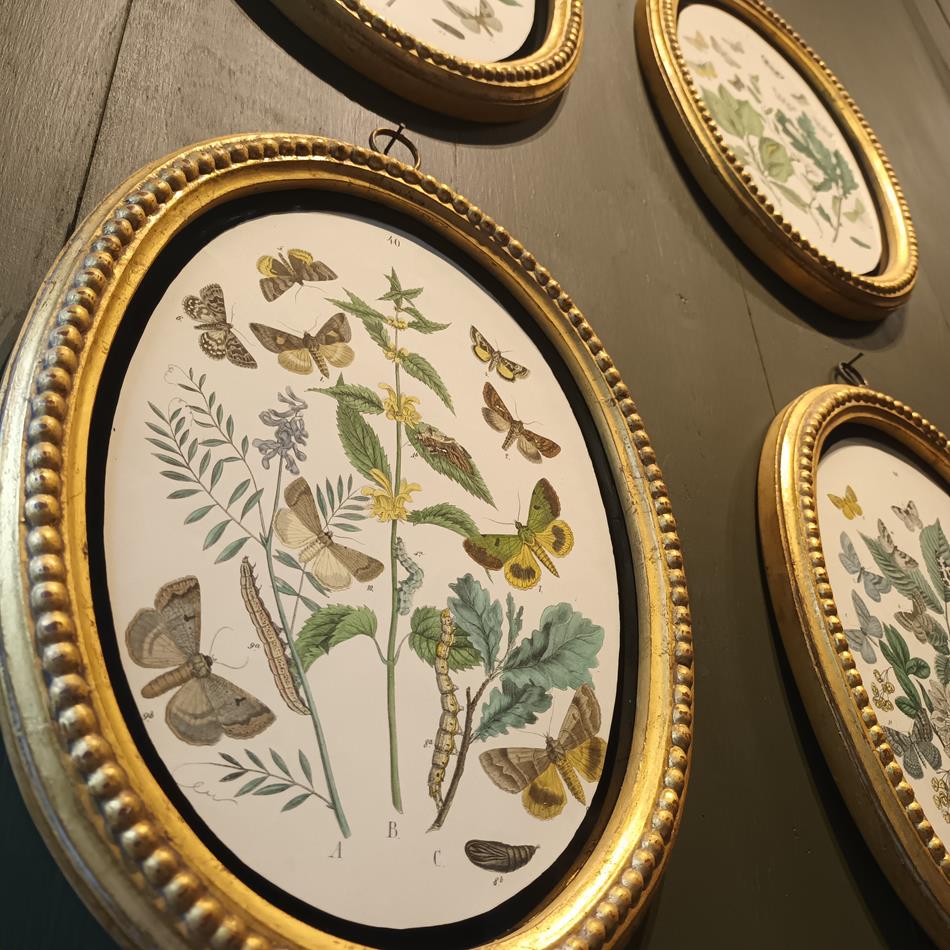 A Set Of Oval Framed Butterfly Prints