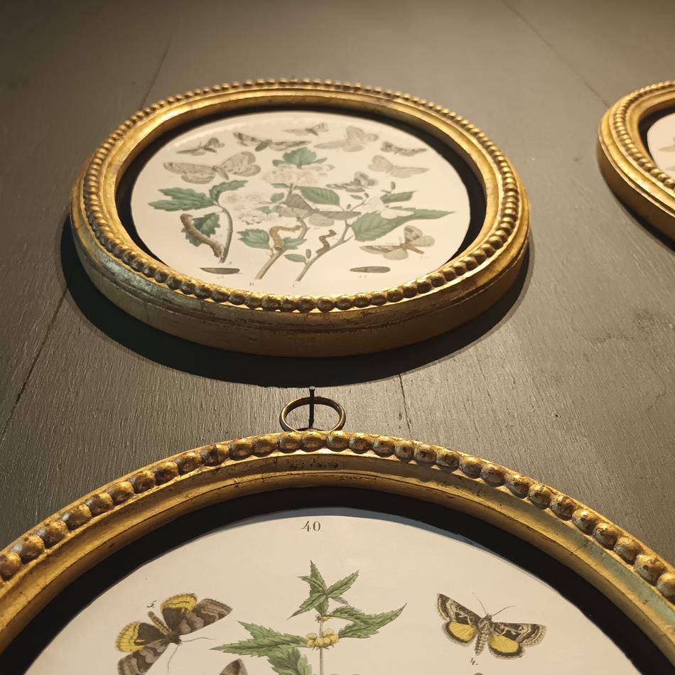 A Set Of Oval Framed Butterfly Prints