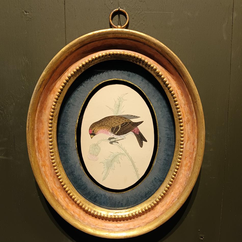 A Set Of 19th Century Framed Bird Prints