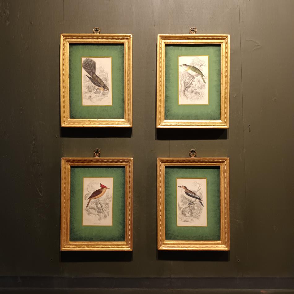 A Set Of 19th Century Framed Bird Engravings By William Swainson