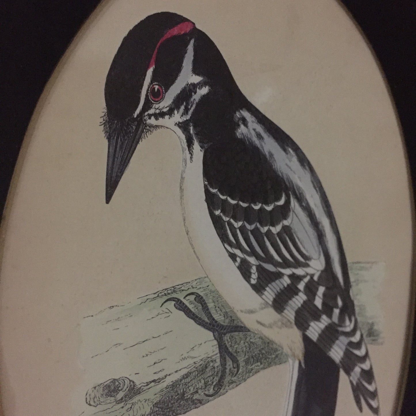 Collections Of Framed Bird Engravings