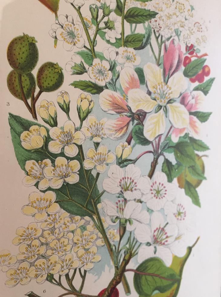 A Set Of Six Framed Botanical's