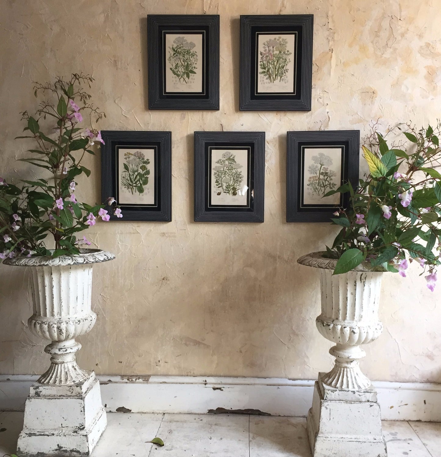 Set Of Five Framed Botanical's