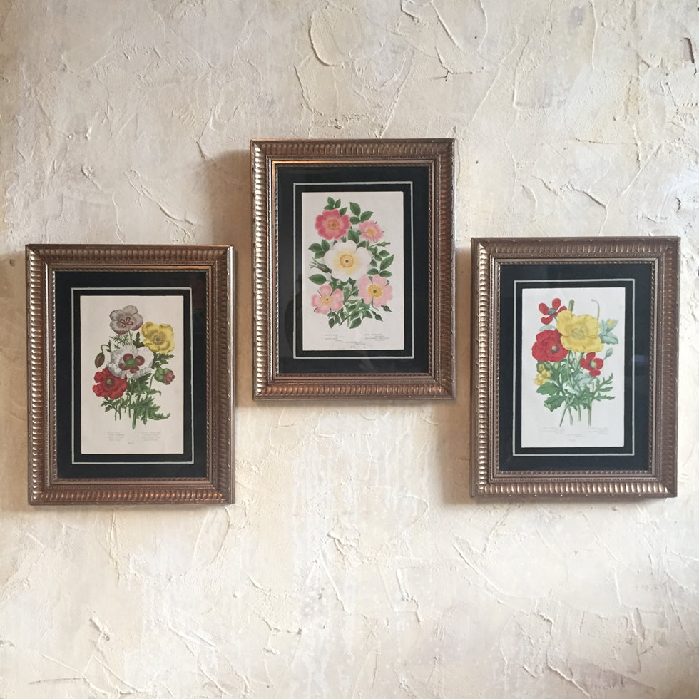 Set Of Three Framed Botanical's