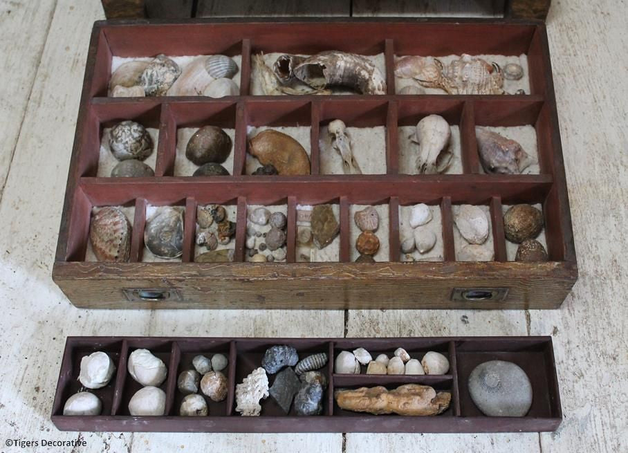 19th Century Painted Specimen Chest, With Collection