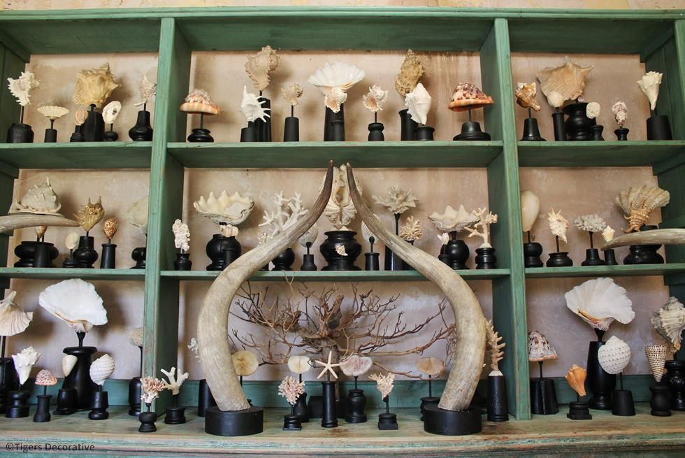 Collection Of 12 Mounted Shells
