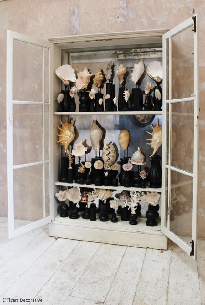 Collection Of 30 Mounted Shells