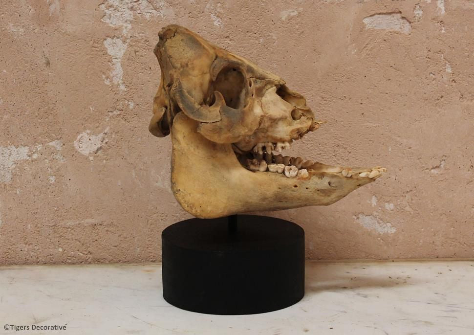 Mounted Pig Skull