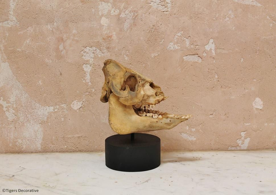 Mounted Pig Skull
