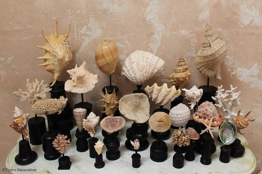 Collection Of 30 Mounted Shells