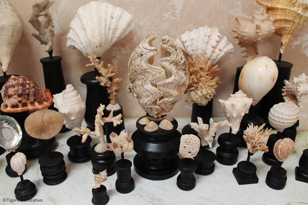 Collection Of 30 Mounted Shells