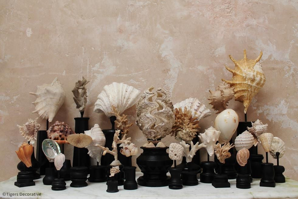 Collection Of 30 Mounted Shells