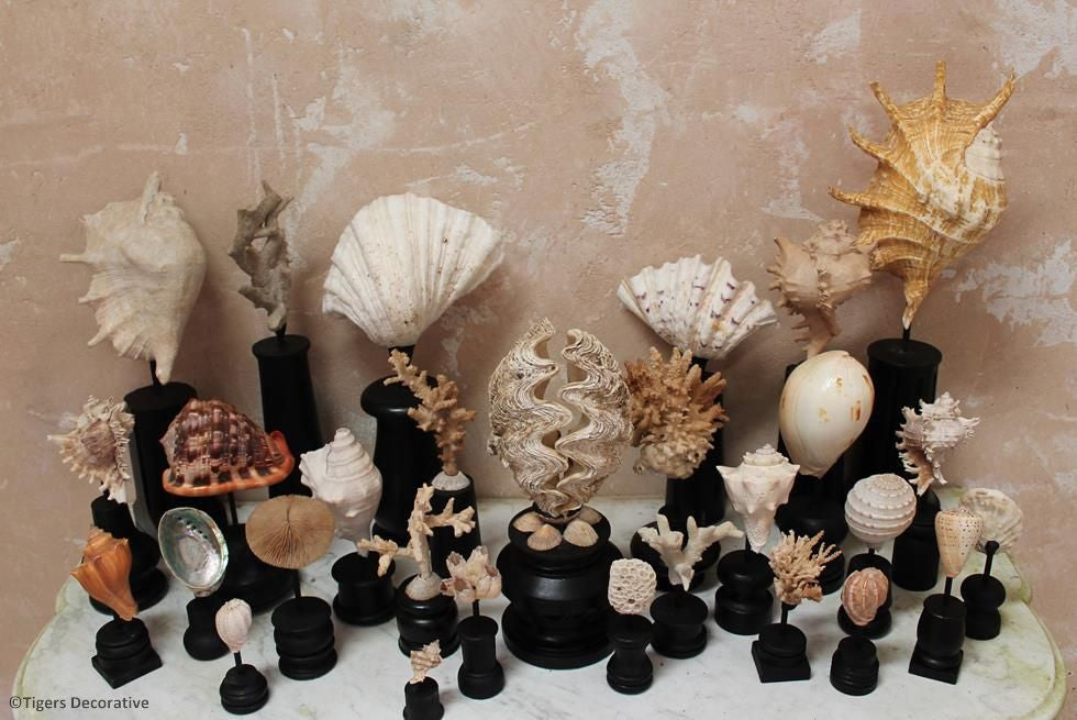 Collection Of 30 Mounted Shells